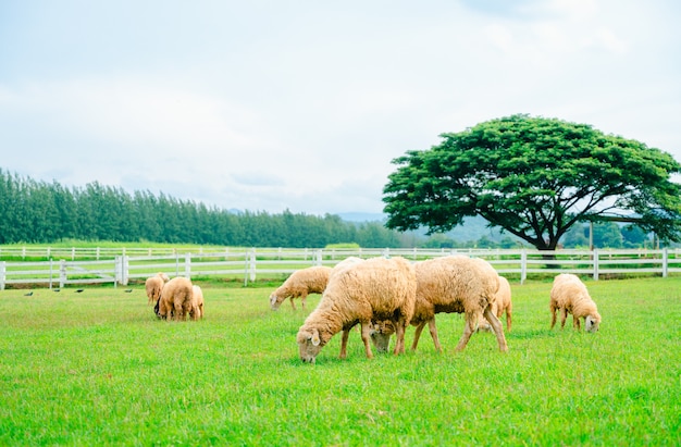 牧草地にたくさんの羊、緑の農場で放牧している羊の群れ