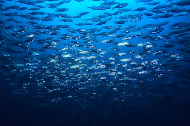 lot of small fish in the sea under water / fish colony, fishing, ocean wildlife scene