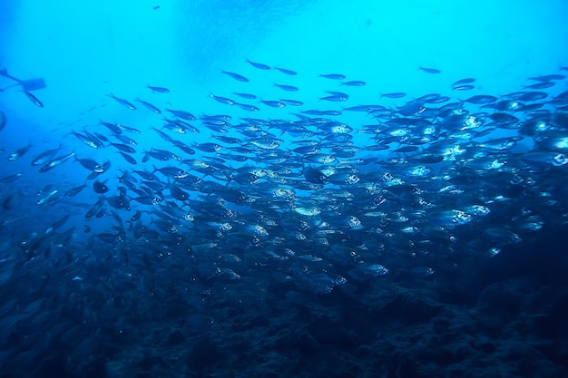 lot of small fish in the sea under water / fish colony, fishing, ocean wildlife scene