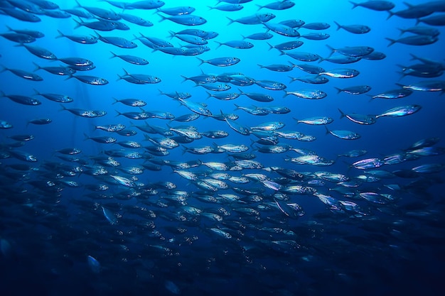 Molti piccoli pesci nel mare sotto l'acqua / colonia di pesci, pesca, scena della fauna selvatica dell'oceano