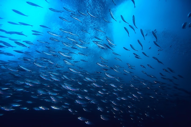 물 아래 바다에 있는 많은 작은 물고기 / 물고기 식민지, 낚시, 바다 야생 동물 장면