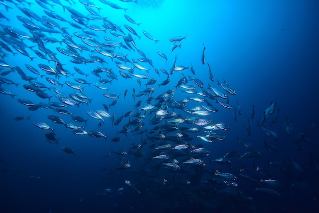 Molti piccoli pesci nel mare sotto l'acqua / colonia di pesci, pesca, scena della fauna selvatica dell'oceano