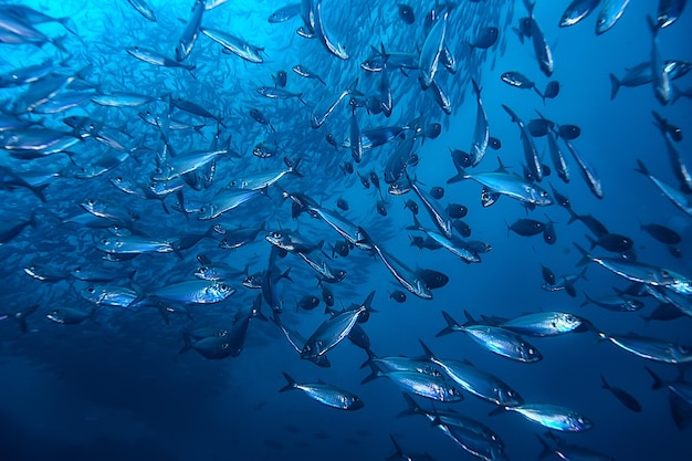 水中の海にたくさんの小魚/魚のコロニー、釣り、海の野生生物のシーン