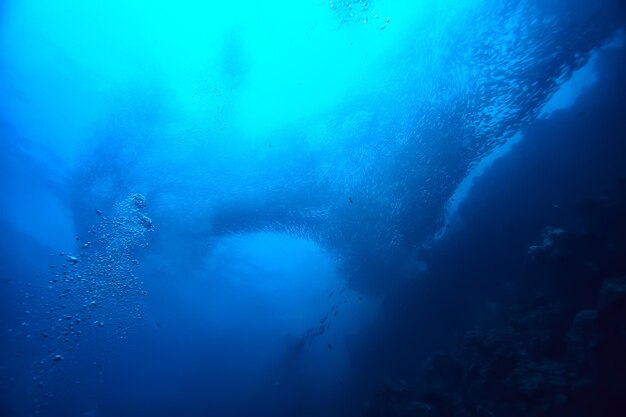 lot of small fish in the sea under water / fish colony, fishing, ocean wildlife scene