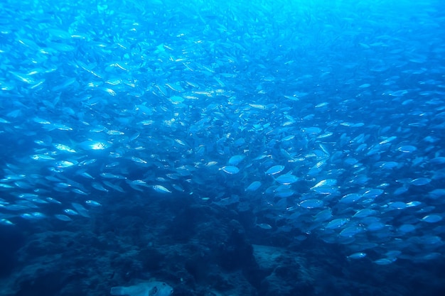 lot of small fish in the sea under water / fish colony, fishing, ocean wildlife scene