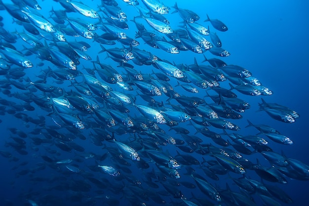 lot of small fish in the sea under water / fish colony, fishing, ocean wildlife scene