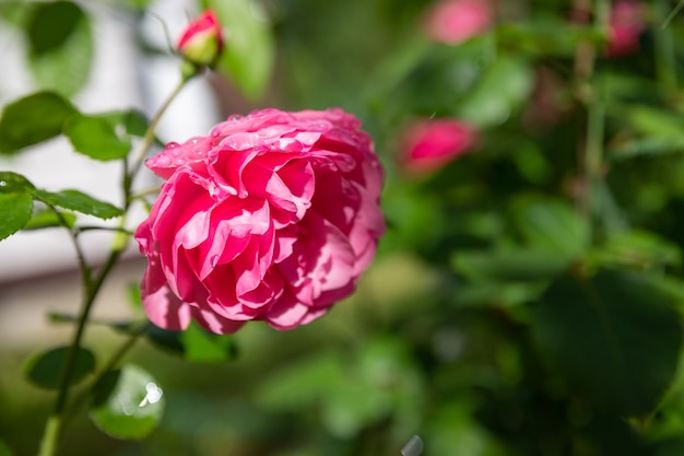 Много маленьких розовых роз на крупном плане куста в саде заката. пион роза куст, цветущий в саду заднего двора в яркий летний день. цветочное оформление и ландшафтный дизайн