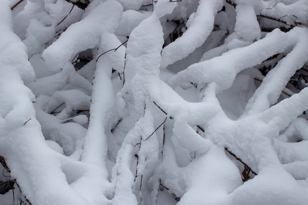 A lot of snow on the branches in the winter close-up