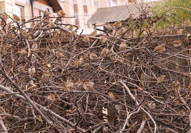 A lot of sparrows are sitting on branches