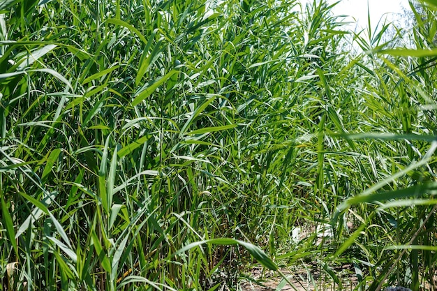 A lot of stems from green reeds grow from the river water under the cloudy blue sky Unmatched reeds with long stems