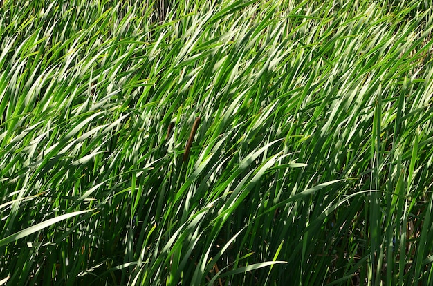 Photo a lot of stems from green reeds. unmatched reeds with long stems