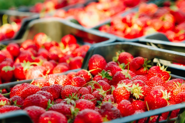 A lot of strawberries