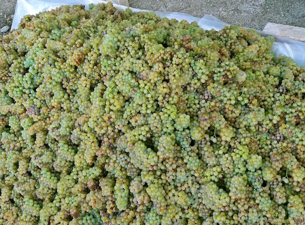 A lot of Sun ripened juicy white wine grapes