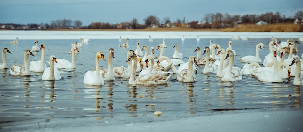 Lot of swans on the lake in winter day