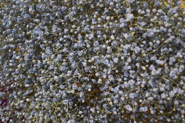 A lot of tiny white flowers