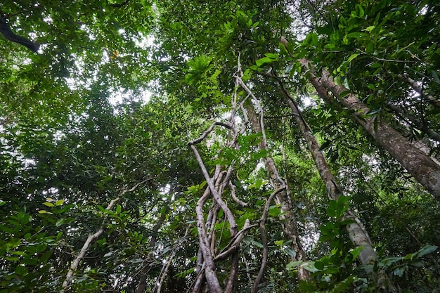 Lot of vines in Tropical forest