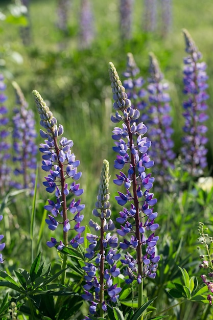 A lot of violet lupines field Rustic garden on the background of a wooden house