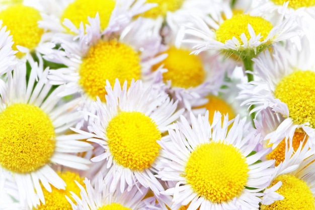 A lot of White camomiles.   On  white.