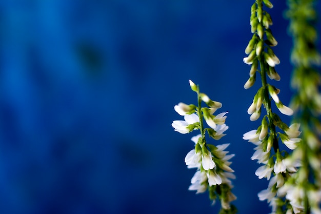 A lot of white flowers on dark blue background with copy space. Summer mystery photo with colors