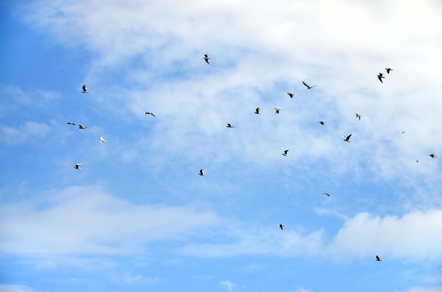 A lot of white gulls fly in the cloudy blue sky