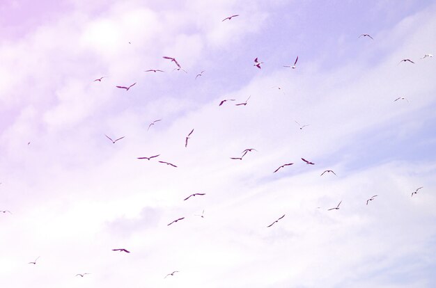 A lot of white gulls fly in the cloudy blue sky