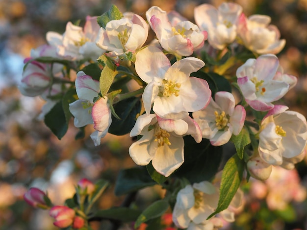 A lot of white-pink flowers of an apple tree close-up against a blue sky and green leaves.