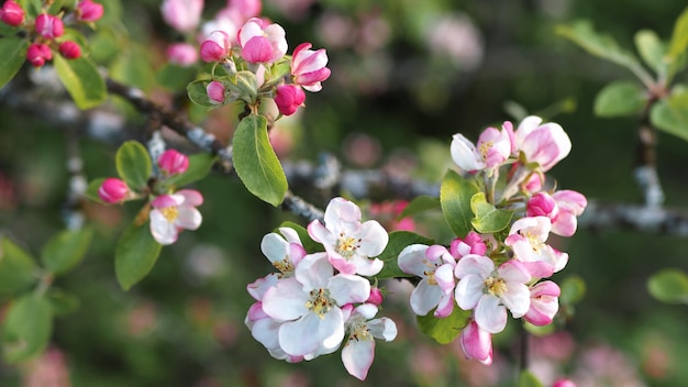 Много бело-розовых цветов яблони крупным планом на фоне голубого неба и зеленых листьев.