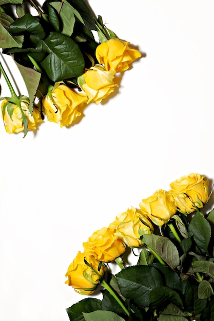 Lot of yellow roses on a white background