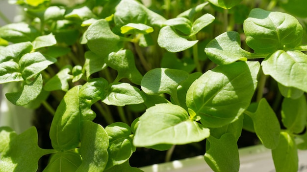 Un sacco di giovani piantine di basilico verde