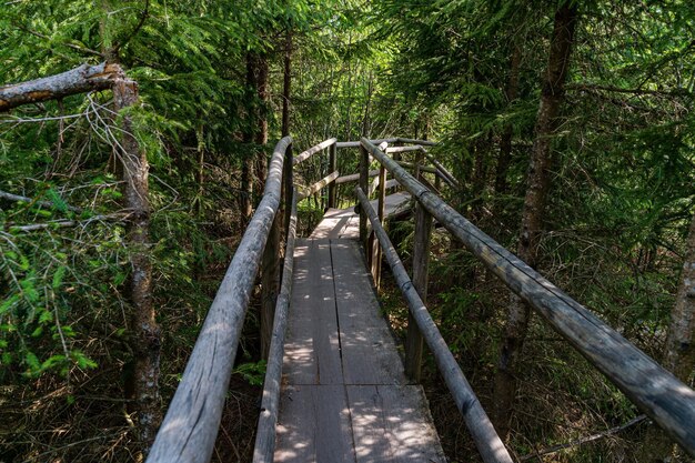 Lothar Path is a forest experience and educational path in the Schliffkopf Nature Reserve