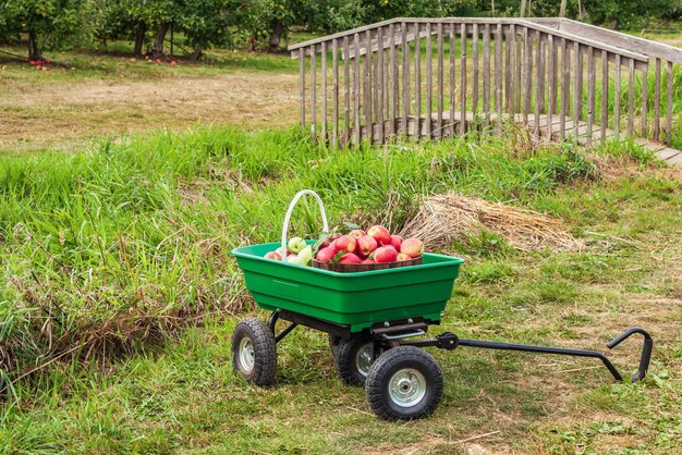 Lots of apples in basket in the garden cart country farm