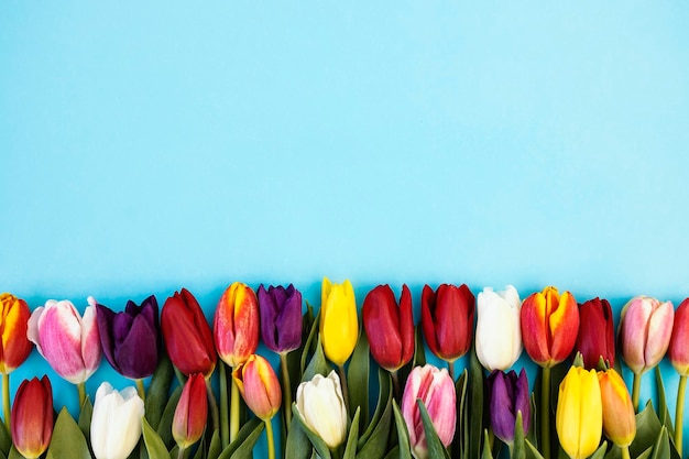 Lots of beautiful tulips on blue background for easter