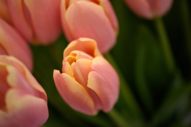 Lots of blooming tulips Flowers background