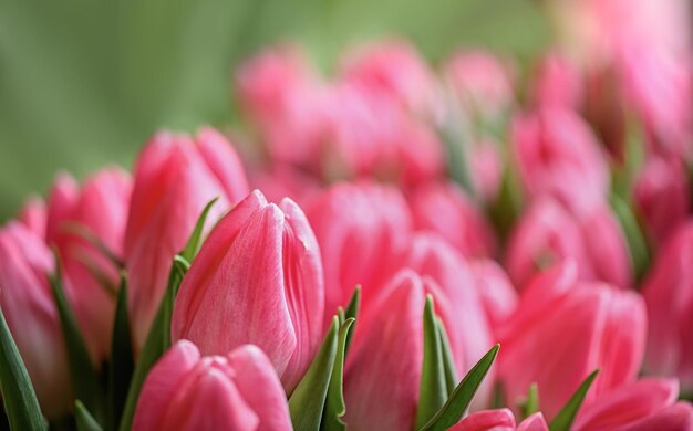 Lots of blooming tulips Flowers background