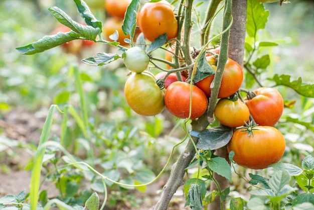 Lots of bunches with ripe red and unripe green tomatoes growing in the garden the crop ripens on a warm summer day