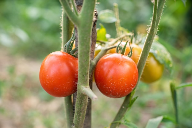 Lots of bunches with ripe red and unripe green tomatoes growing in the garden the crop ripens on a warm summer day