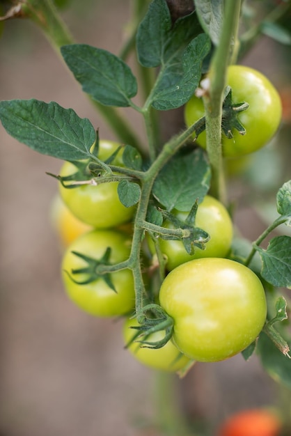 Lots of bunches with ripe red and unripe green tomatoes growing in the garden the crop ripens on a warm summer day