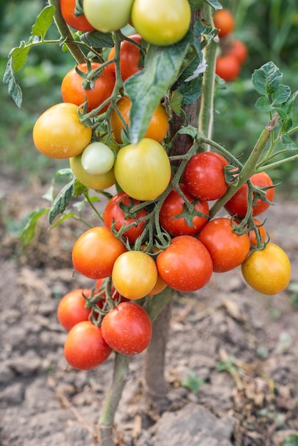정원에서 자라는 잘 익은 빨간색과 덜 익은 녹색 토마토가 있는 많은 다발은 따뜻한 여름날에 익는다