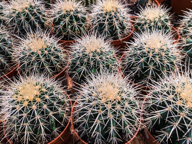 Lots of cacti in pots top view