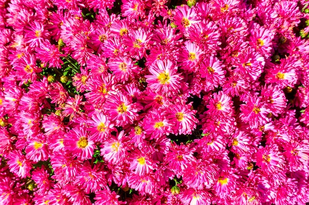 Lots colorful daisies in a garden - flower background