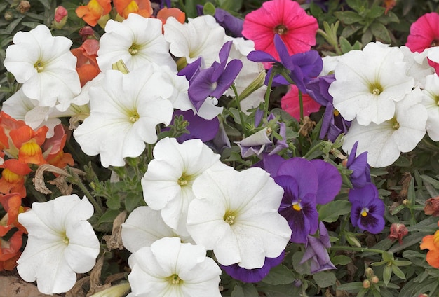 Lots colorful flowers closeup