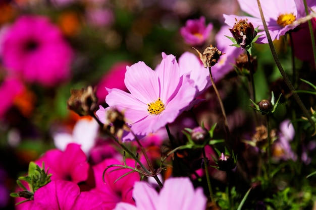 Photo lots of colorful flowers at ersboda in umea