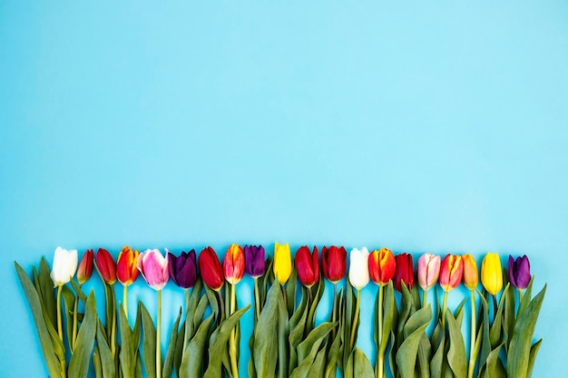 Lots of colorful tulips isolated on blue Easter concept