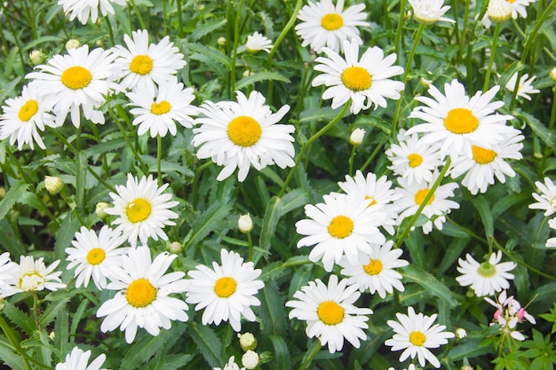 Lots of daisies. Field flowers. Daisies with yellow centers on a green background