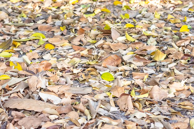 Lots of dry leaves on the ground.