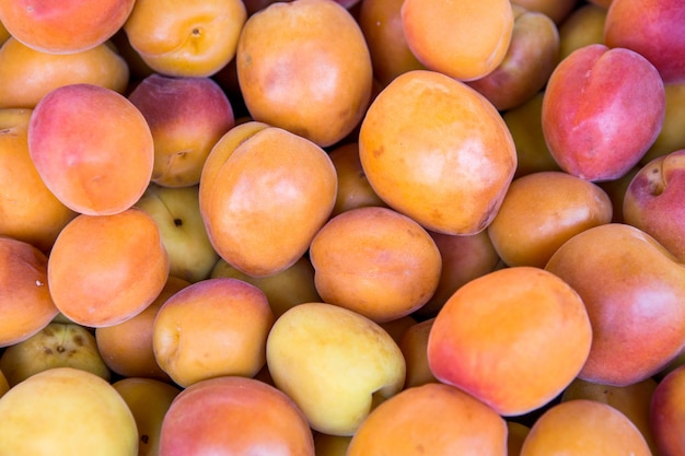 Molti frutti freschi delle albicocche colti dal ramo dell'albero.