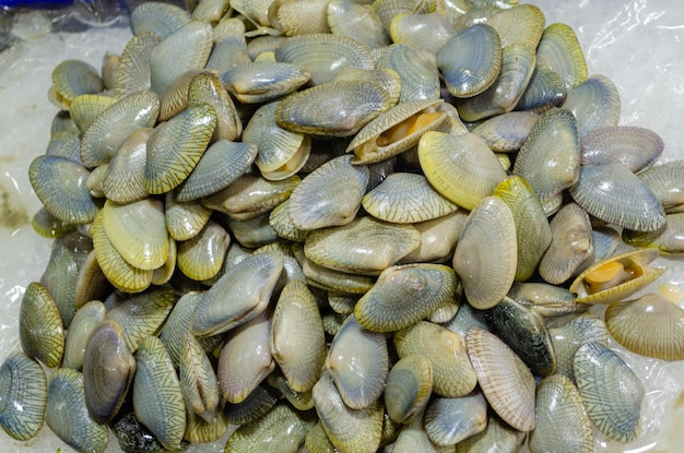 Lots of fresh clams on ice