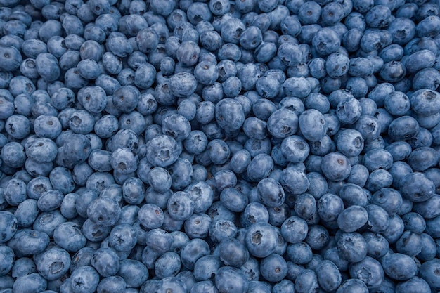 Lots of fresh delicious blueberries