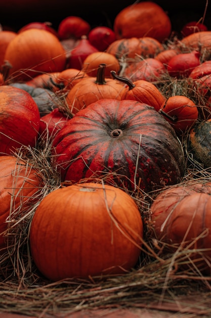 Lots of fresh orange pumpkins in the hay Autumn decoration Harvest Thanksgiving