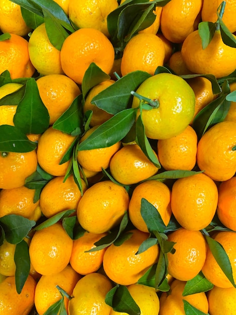 Lots of fresh organic tangerines or mandarins with green leaves close up with selective focus Juicy clementines or citrus fruits